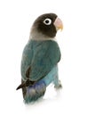 Blue Masked Lovebird - Agapornis personata Royalty Free Stock Photo