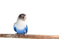 Blue Masked Lovebird sitting on the perch