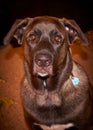 Blue, a Mastiff and Malamute Mix with his droopy ears looking directly into the camera