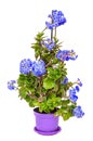 Blue mauve Calandiva flowers in a violet vase, Kalanchoe, family