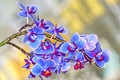 Blue mauve orchid close up branch flowers, on yellow back