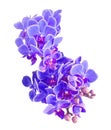 Blue, mauve orchids flowers, macro, close up, Orchidaceae, Phalaenopsis known as the Moth Orchid, abbreviated Phal. White Royalty Free Stock Photo