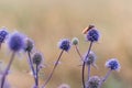 Blue meadow flower, autumn morning Macro