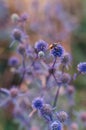 Blue meadow flower, autumn morning Macro