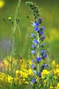 Blue meadow flower