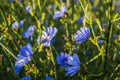 Blue meadow flowers chicory Royalty Free Stock Photo