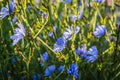 Blue meadow flowers chicory Royalty Free Stock Photo