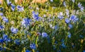 Blue meadow flowers chicory Royalty Free Stock Photo