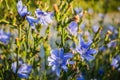 Blue meadow flowers chicory Royalty Free Stock Photo