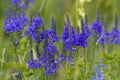 Blue meadow flowers in the middle of summer.