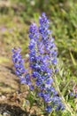 Blue meadow flowers