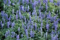 Blue Meadow Sage flower Salvia Pratensis or Herbaceous Perennial plant