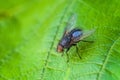 Blue meat fly insect on the green leaf in nature close-up. Blue bottle fly.