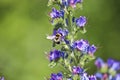 Blue melliferous flowers - Blueweed Echium vulgare. Viper`s bugloss is a medicinal plant. Bumblebee collects nectar.