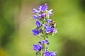 Blue melliferous flowers - Blueweed Echium vulgare. Viper`s bugloss is a medicinal plant.