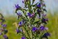 Blue melliferous flowers - Blueweed Echium vulgare. Viper's bugloss is a medicinal plant. Macro