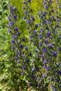 Blue melliferous flowers - Blueweed Echium vulgare. Viper's bugloss is a medicinal plant. Macro