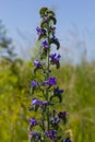 Blue melliferous flowers - Blueweed Echium vulgare. Viper`s bugloss is a medicinal plant. Macro
