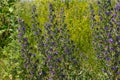 Blue melliferous flowers - Blueweed Echium vulgare. Viper`s bugloss is a medicinal plant. Macro