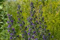 Blue melliferous flowers - Blueweed Echium vulgare. Viper`s bugloss is a medicinal plant. Macro