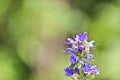 Blue melliferous flowers - Blueweed Echium vulgare. Viper`s bugloss is a medicinal plant.