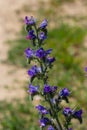 Blue melliferous flowers - Blueweed Echium vulgare. Viper's bugloss is a medicinal plant. Macro