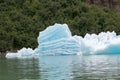 Blue Melting iceberg floating into Alaskan sea with green trees in the background