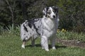 Blue Merle Australian Shepherd Posed in a Beautiful Garden