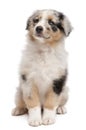 Blue Merle Australian Shepherd puppy Royalty Free Stock Photo