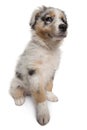 Blue Merle Australian Shepherd puppy Royalty Free Stock Photo