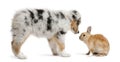 Blue Merle Australian Shepherd puppy face to face with rabbit Royalty Free Stock Photo