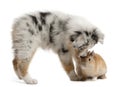 Blue Merle Australian Shepherd puppy playing with rabbit Royalty Free Stock Photo