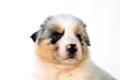 Blue Merle Australian Shepherd puppy Royalty Free Stock Photo