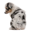 Blue Merle Australian Shepherd puppy, 10 weeks old Royalty Free Stock Photo
