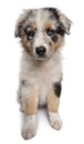 Blue Merle Australian Shepherd puppy, 10 weeks old Royalty Free Stock Photo