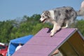 Blue Merle Border Collie at a Dog Agility Trial Royalty Free Stock Photo