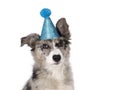 Blue merle Border Collie dog on white background Royalty Free Stock Photo