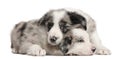 Blue Merle Border Collie puppies, 6 weeks old Royalty Free Stock Photo