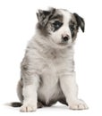 Blue Merle Border Collie puppy, 6 weeks old Royalty Free Stock Photo