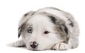 Blue Merle Border Collie puppy, 6 weeks old Royalty Free Stock Photo