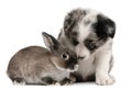 Blue Merle Border Collie puppy and a rabbit Royalty Free Stock Photo