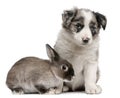 Blue Merle Border Collie puppy and a rabbit