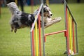 Blue merle dog on agility jump