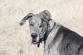 Blue Merle Great Dane head and shoulders Royalty Free Stock Photo