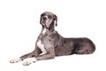 Blue Merle Great Dane on white