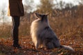 Blue merle Rough Collie sits in front of a girl`s feet in a yellow autumn park Royalty Free Stock Photo
