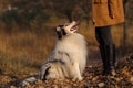 Blue merle Rough Collie sits in front of a girl`s feet in a yellow autumn park Royalty Free Stock Photo