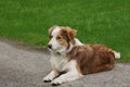 Blue Merle Sheep Dog