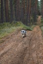 Blue merle sheltand sheepdog walking towards camera Royalty Free Stock Photo