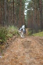 Blue merle sheltand sheepdog walking towards camera Royalty Free Stock Photo